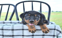 Rottweiler dogs for sale: Duke - Image 15