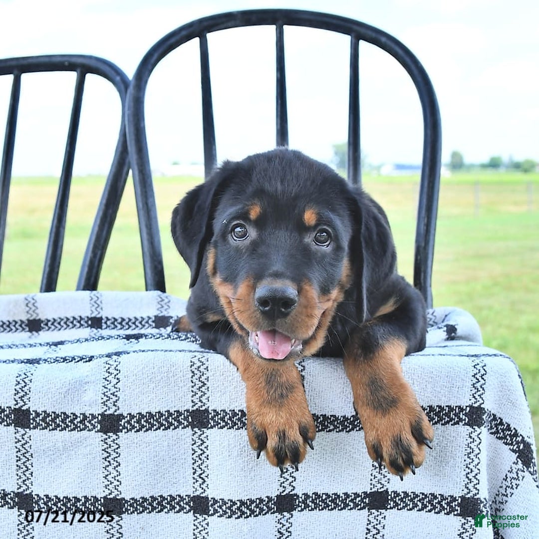 Rottweiler dogs for sale: Duke - Image 15