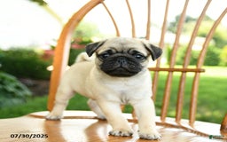 Pug dogs for sale: Bouncer - Image 5