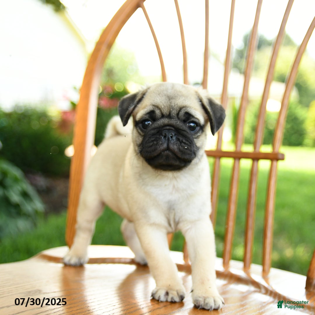 Pug dogs for sale: Bouncer - Image 5