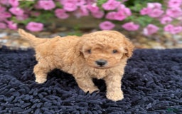 Toy Poodle dogs for sale: Bella - Image 2
