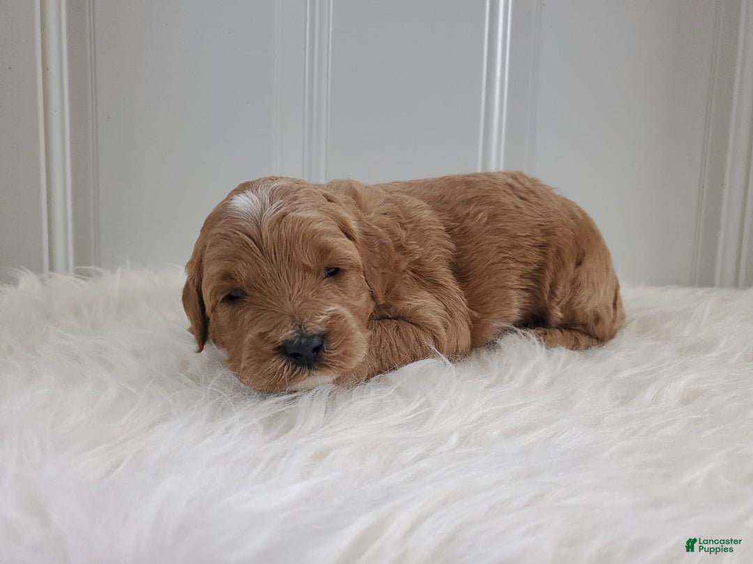 Mini Goldendoodle dogs for sale: Milo F1b - Image 5