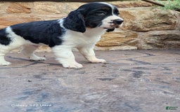 English Springer Spaniel dogs for sale: Eddie - Image 1