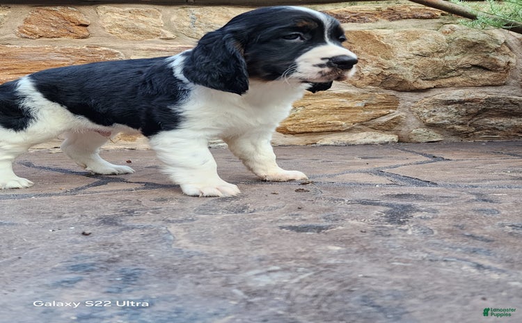 English Springer Spaniel dogs for sale - Ad 2