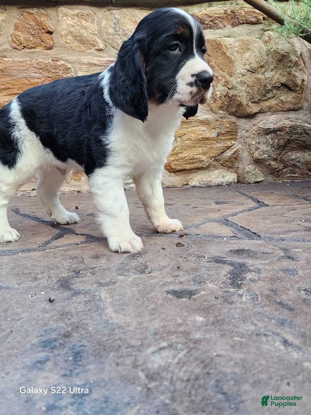 English Springer Spaniel dogs for sale: Eddie - Image 1