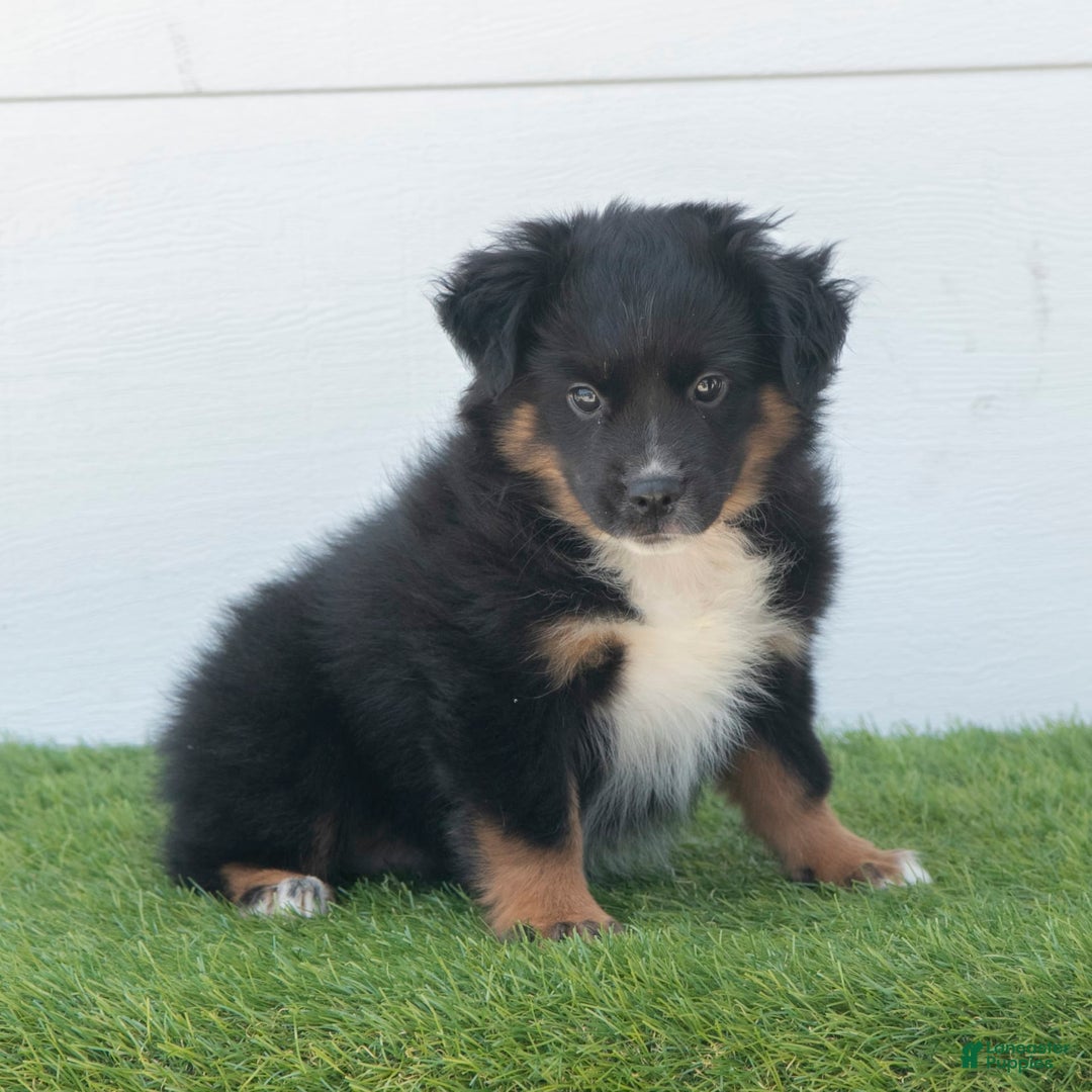 Australian Shepherd dogs for sale: Lassie - Image 8