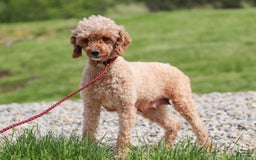 Cavapoo dogs for sale: Scout - Image 7