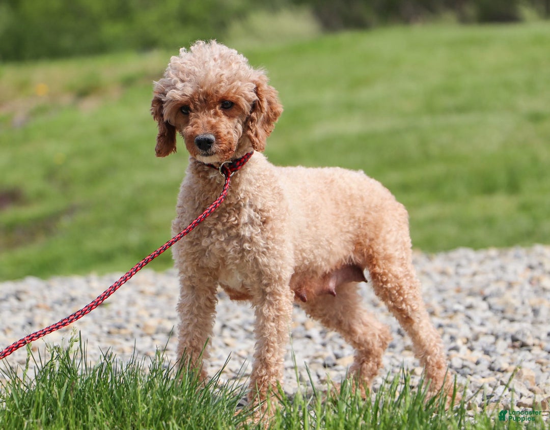 Cavapoo dogs for sale: Scout - Image 7