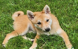 Shiba Inu dogs for sale: Shiba Puppy - Image 2