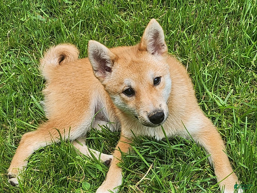 Shiba Inu dogs for sale: Shiba Puppy - Image 2