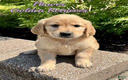 Golden Retriever dogs for sale: Flower - Image 8