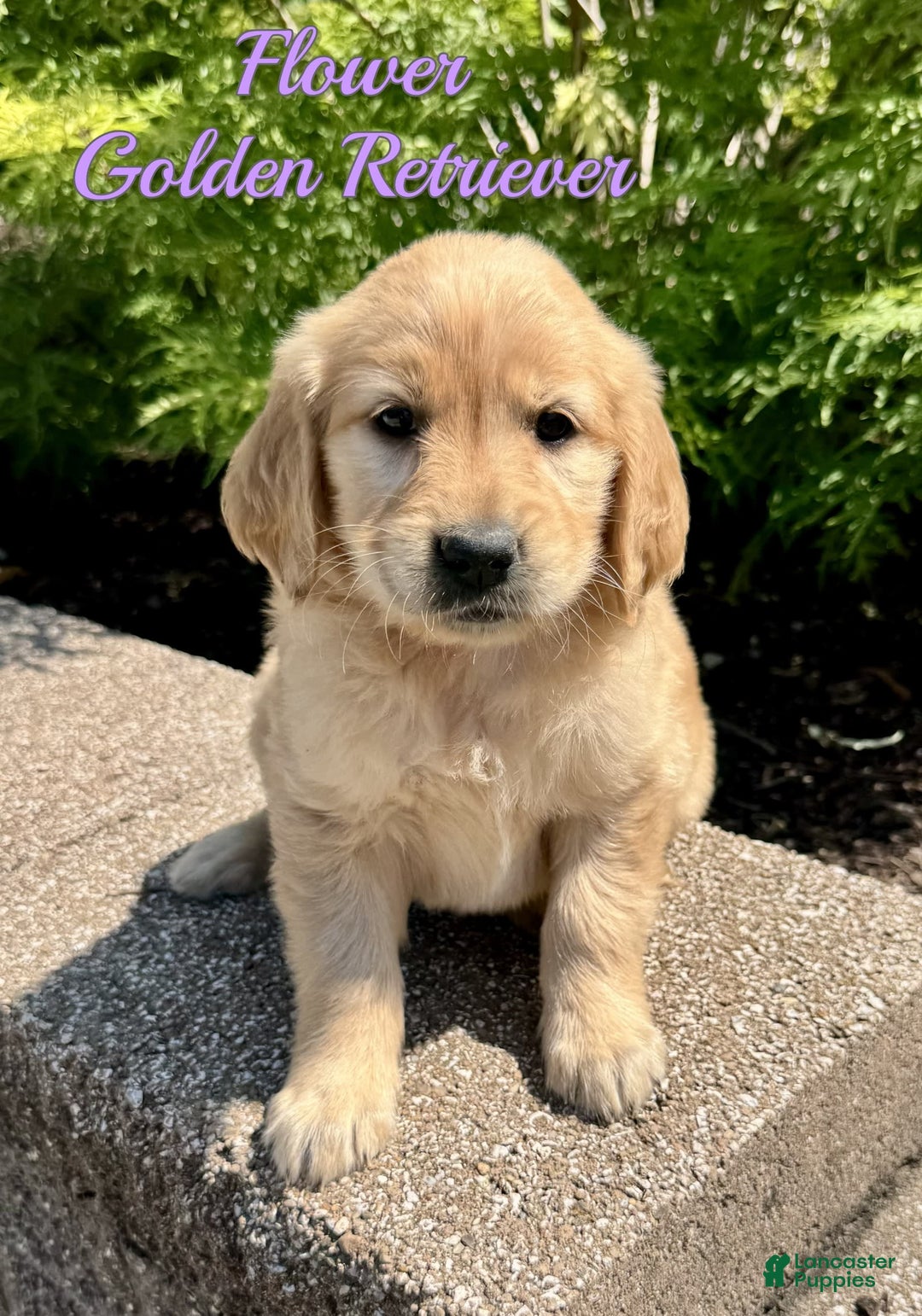 Golden Retriever dogs for sale: Flower - Image 8
