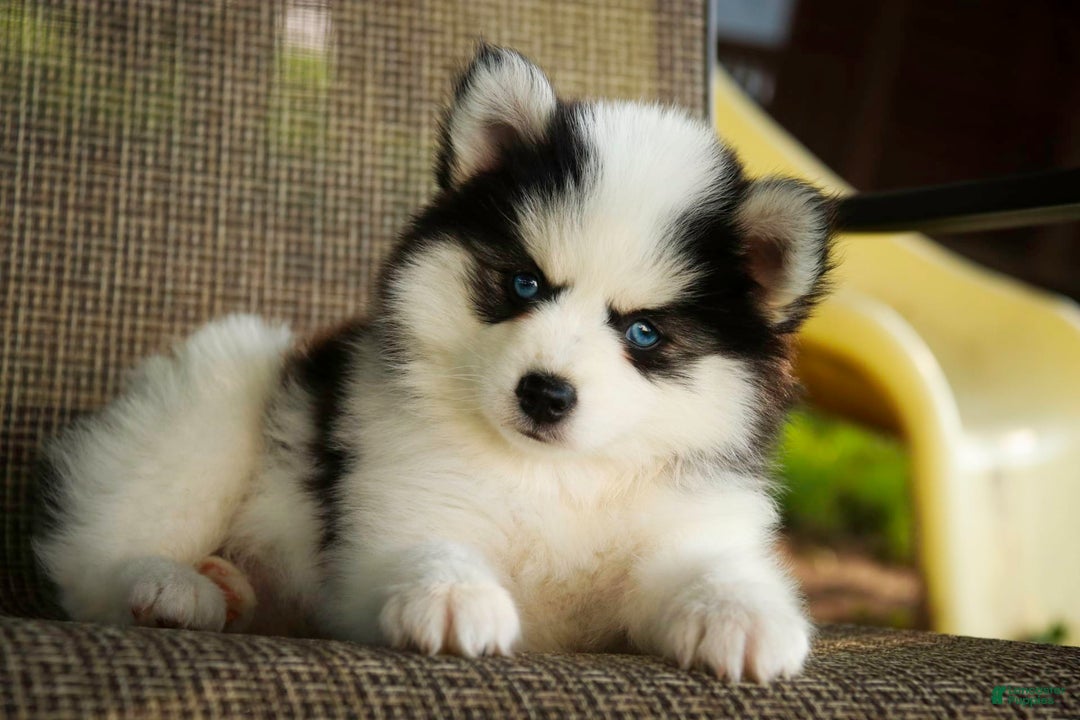 Pomsky dogs for sale: Flare - Image 10