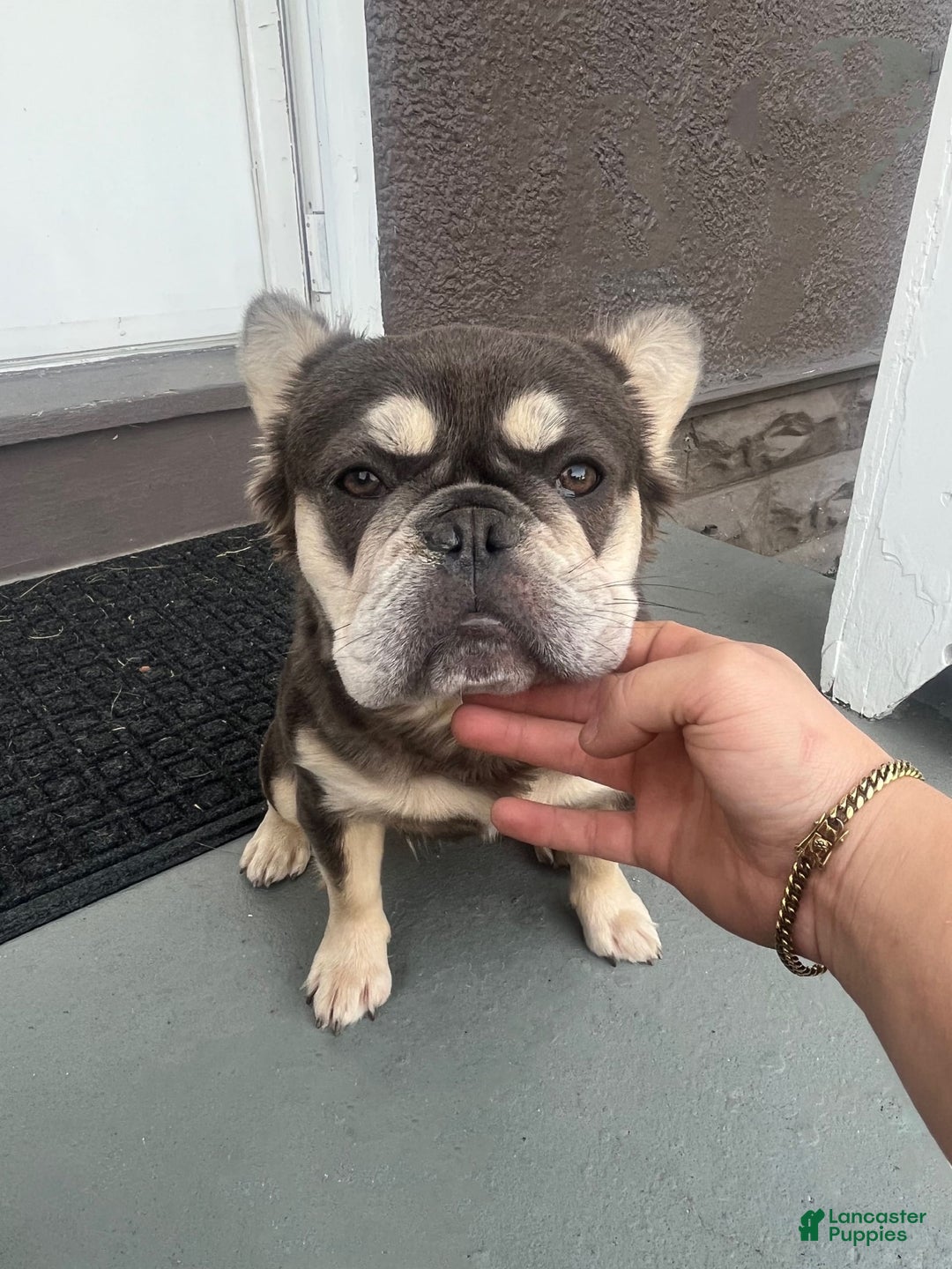 French Bulldog dogs for sale: Lucky - Image 4