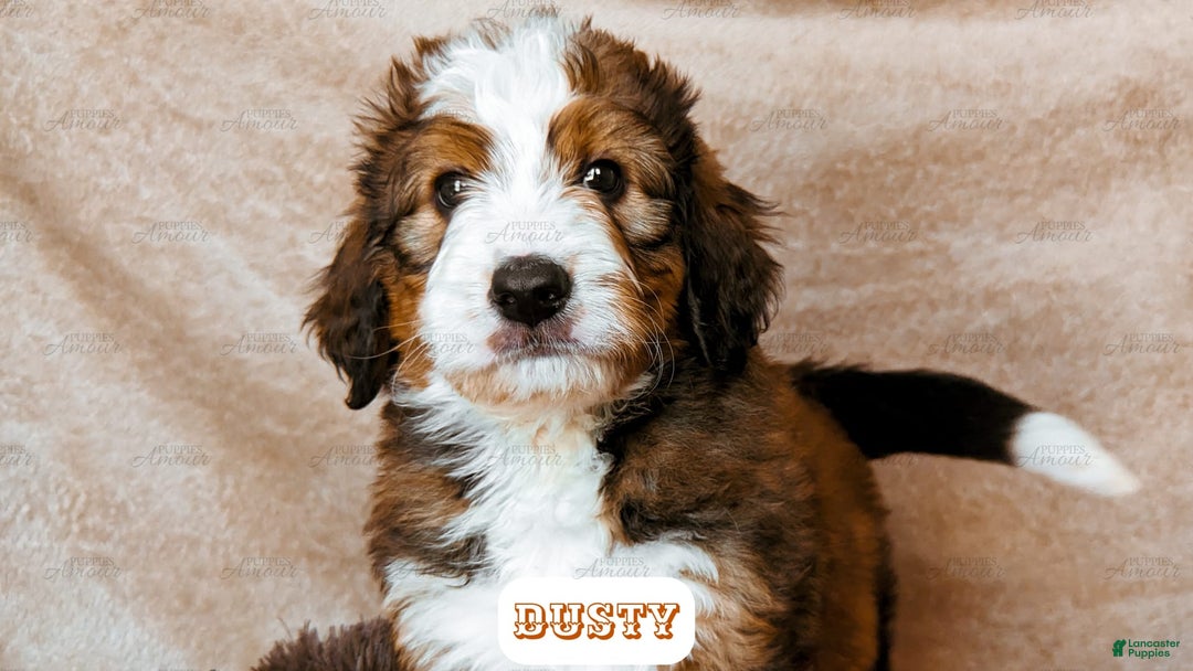 Bernedoodle dogs for sale: Dusty - Image 15