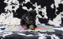 Gerberian Shepsky dogs for sale: Gerberian Shepsky 2 puppies - Image 7