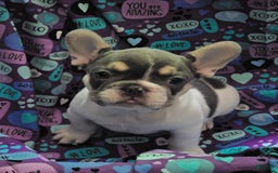 French Bulldog dogs for sale: Luna - Image 6