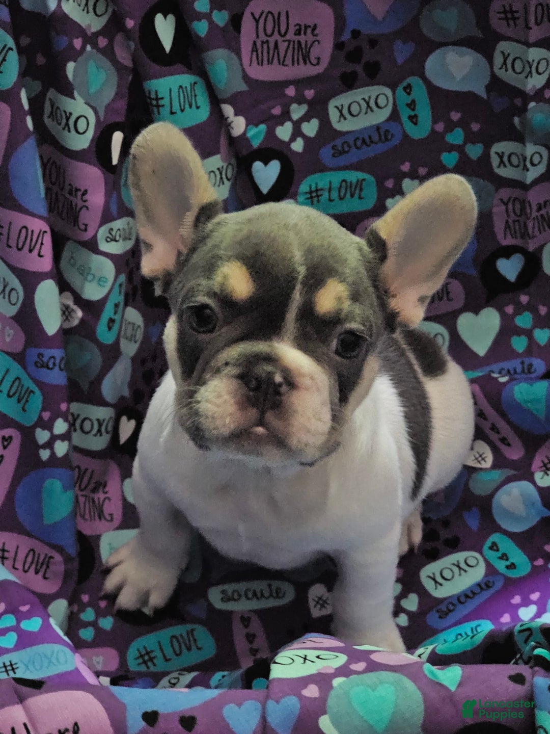 French Bulldog dogs for sale: Luna - Image 6