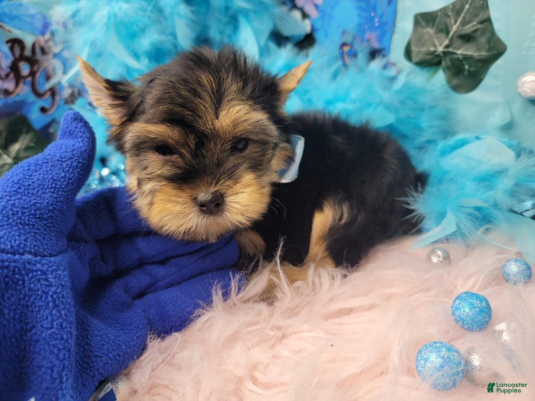 Yorkshire Terrier dogs for sale: R Ythm - Image 4