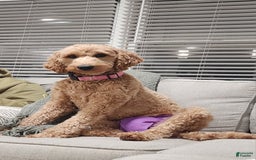 Goldendoodle dogs for sale: Charlie - Image 2