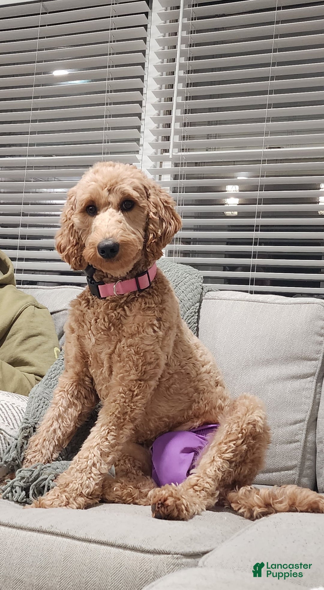 Goldendoodle dogs for sale: Charlie - Image 2