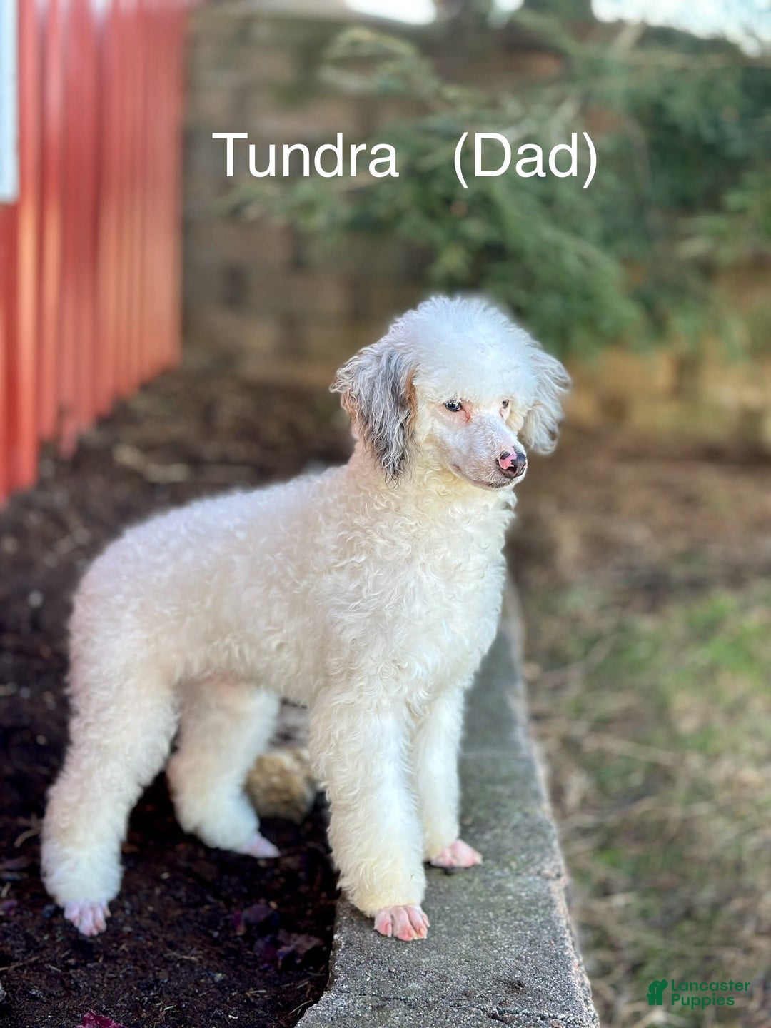 Mini Goldendoodle dogs for sale: Cora - Image 6
