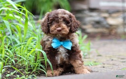 Goldendoodle dogs for sale: Balto - Image 6