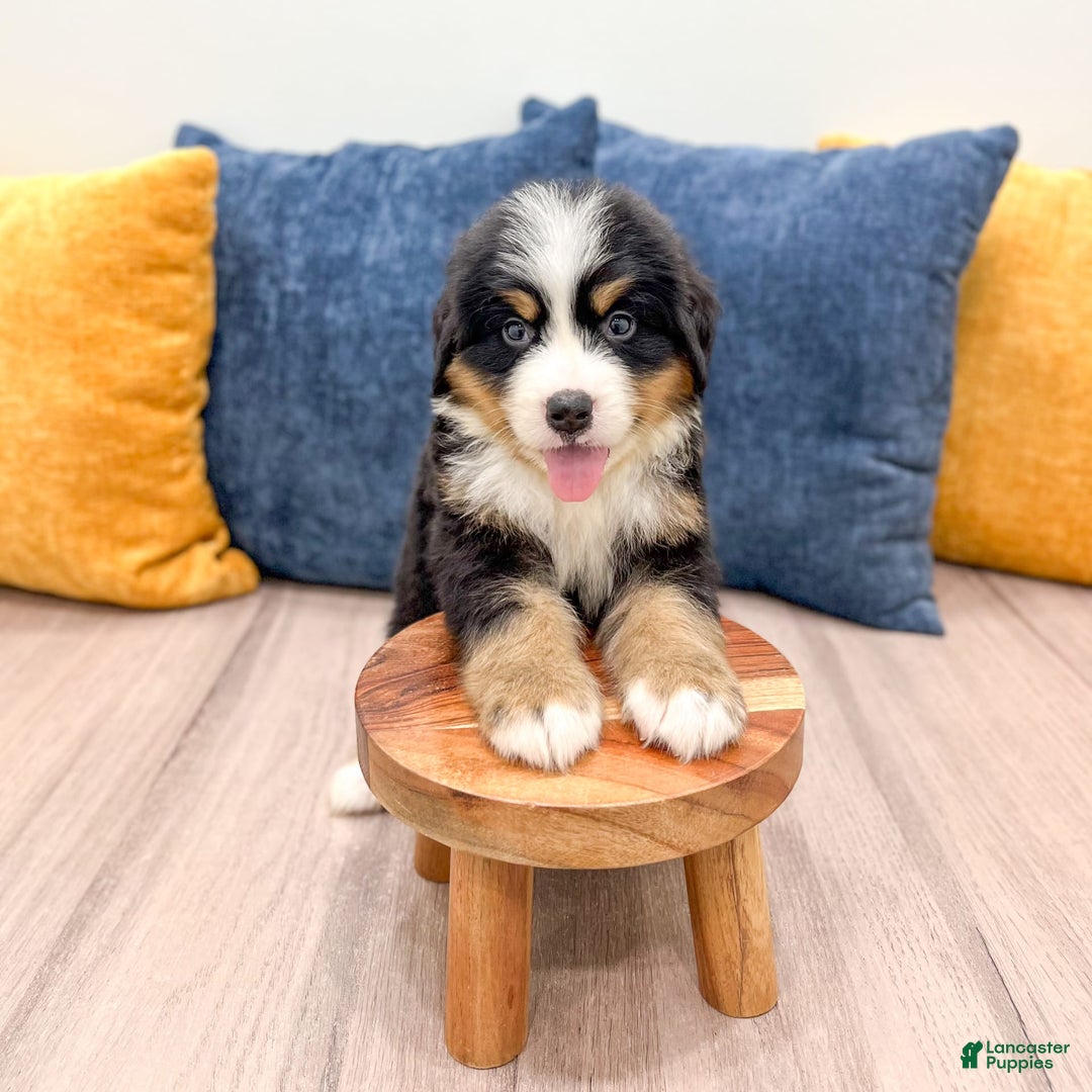 Bernese Mountain Dog dogs for sale: Axel - Image 8