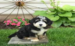 Mini Bernedoodle dogs for sale: Pongo - Image 8