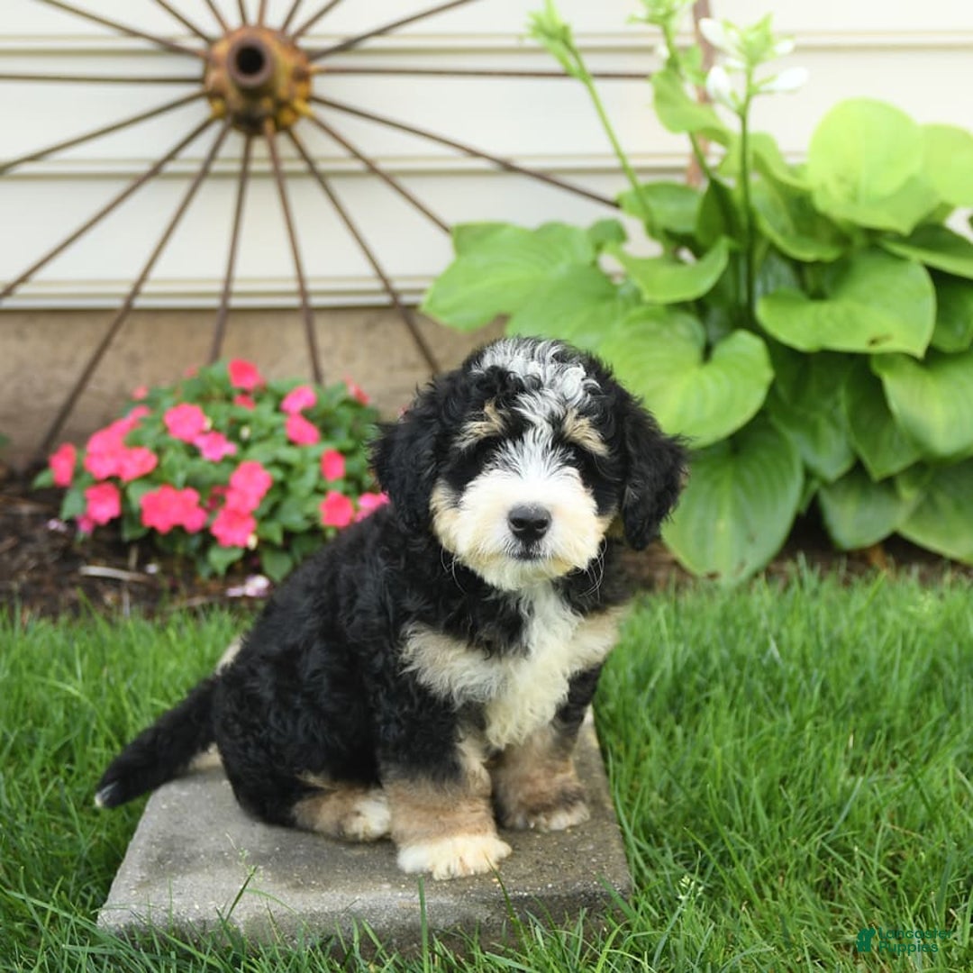 Mini Bernedoodle dogs for sale: Pongo - Image 8