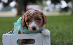 Mini Goldendoodle dogs for sale: Jet - Image 9