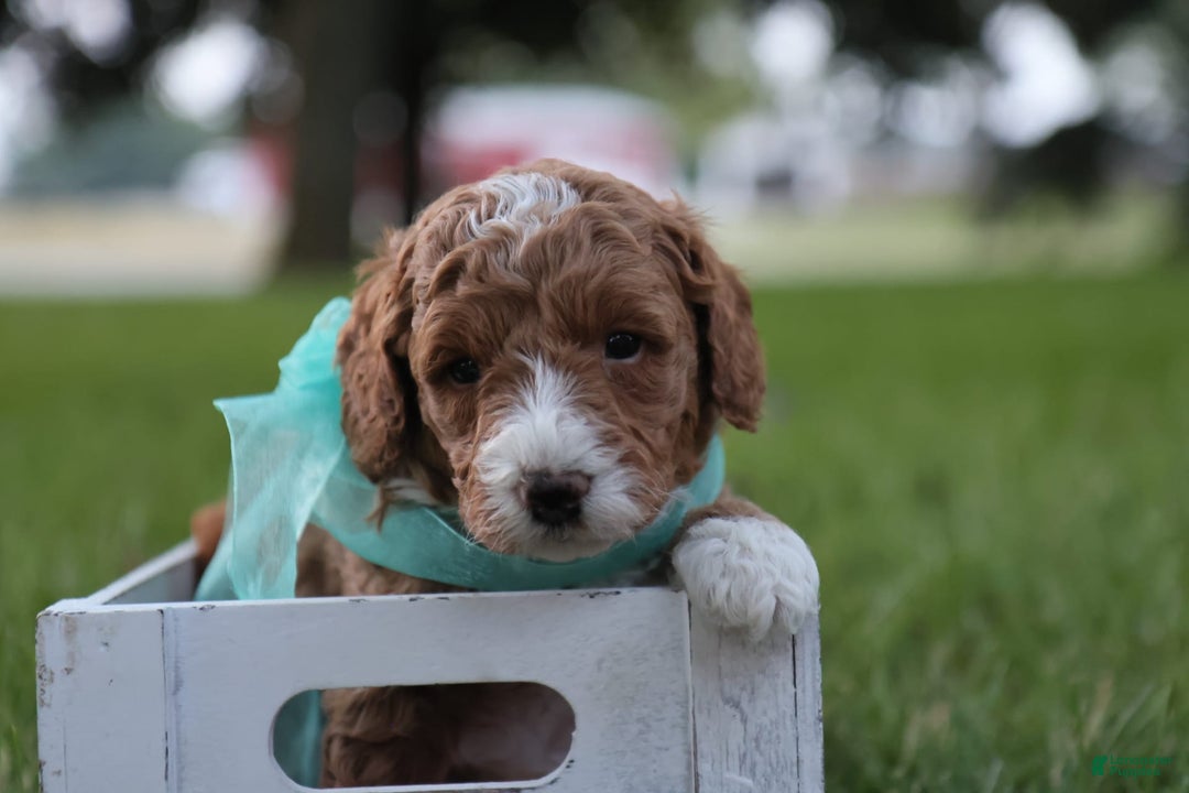 Mini Goldendoodle dogs for sale: Jet - Image 9