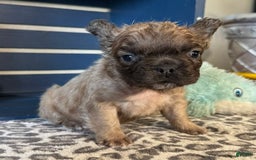 French Bulldog dogs for sale: Lucky - Image 1