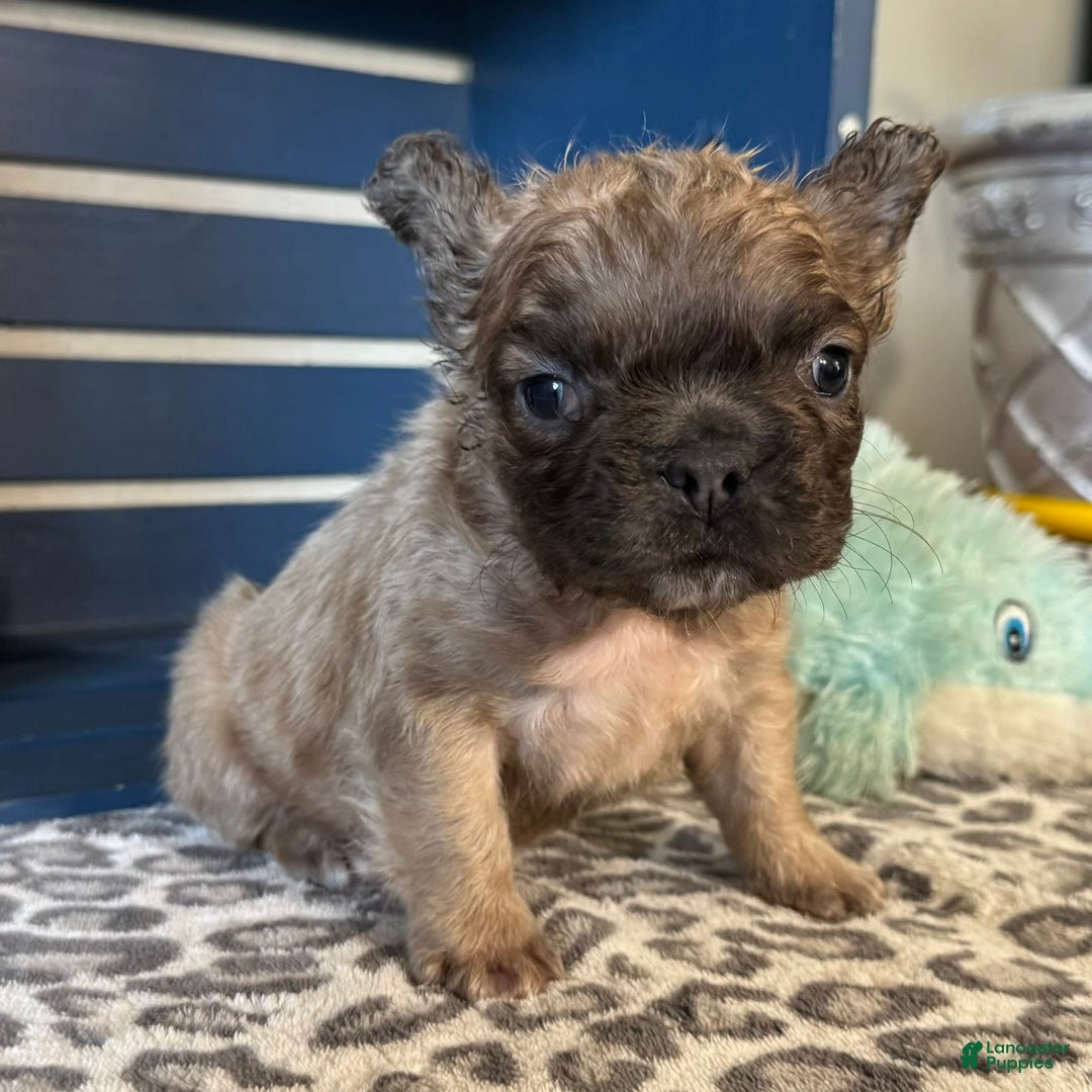 French Bulldog dogs for sale: Lucky - Image 1