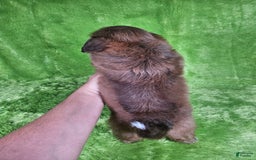 Shih Tzu dogs for sale: Bear - Image 13