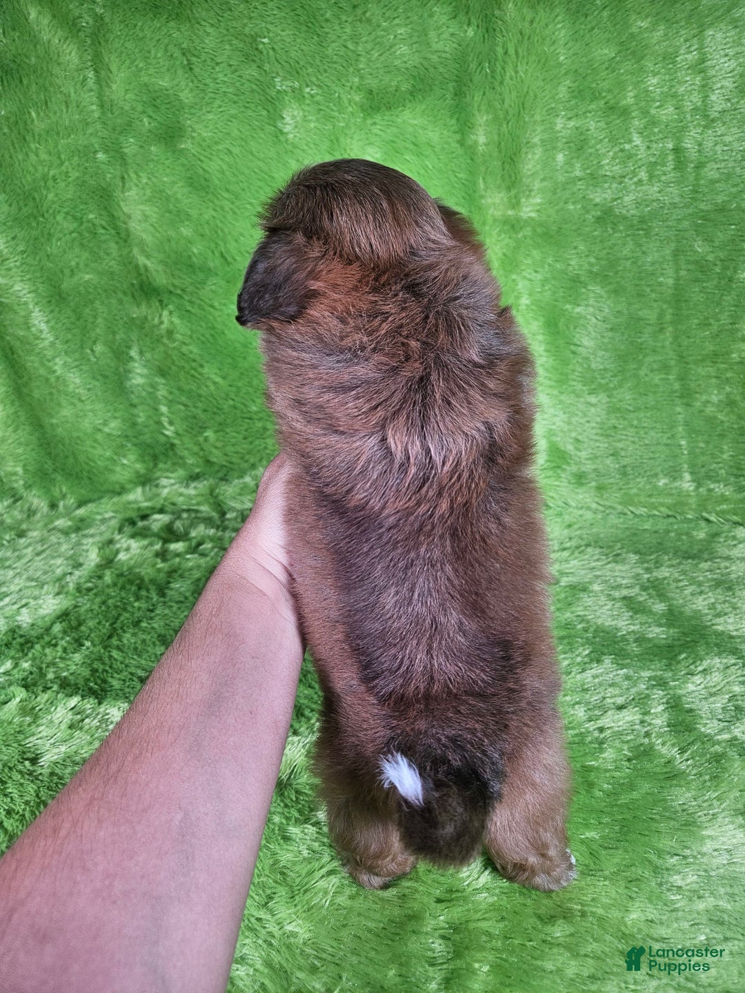 Shih Tzu dogs for sale: Bear - Image 13