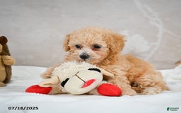 Bichpoo dogs for sale: Dixie - Image 5