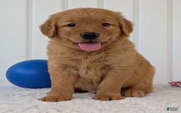 Golden Retriever dogs for sale: Porter - Image 19