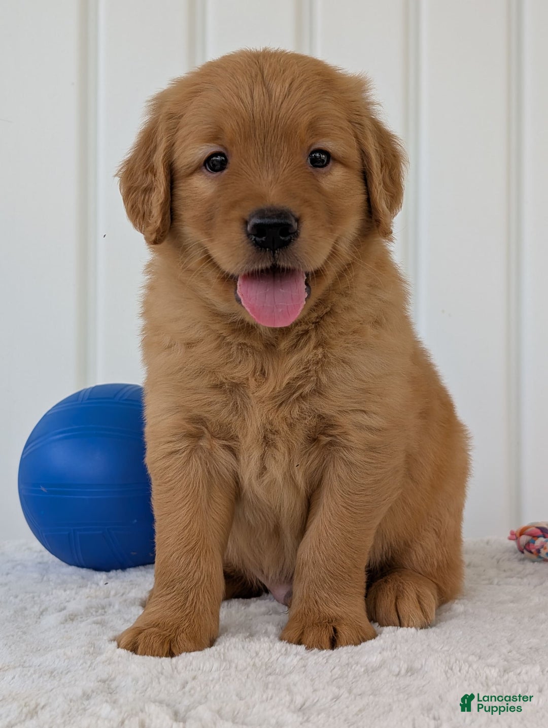 Golden Retriever dogs for sale: Porter - Image 19
