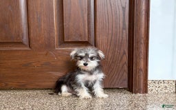 Morkie dogs for sale: Tiny - Image 2