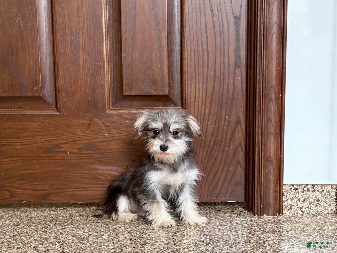 Morkie dogs for sale: Tiny - Image 2