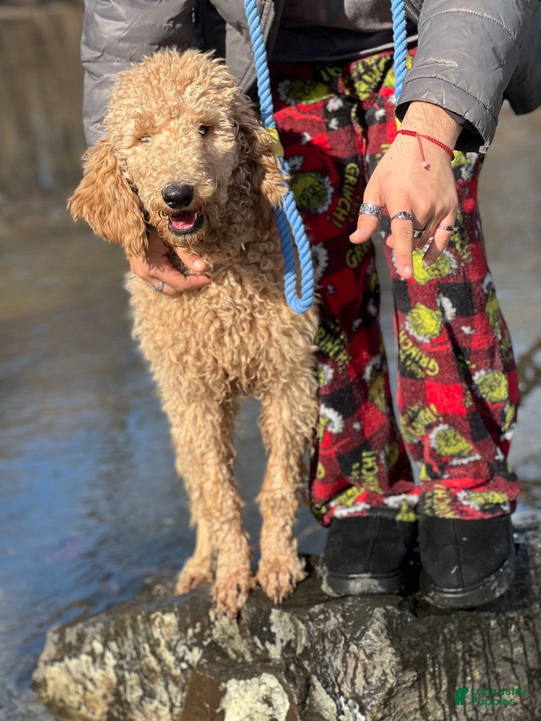 Goldendoodle dogs for sale: Multigenerational Mini Goldendoodles - Image 12