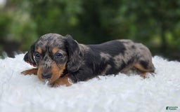 Miniature Dachshund dogs for sale: Andrew - Image 1
