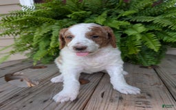 Goldendoodle dogs for sale: Willow - Image 16