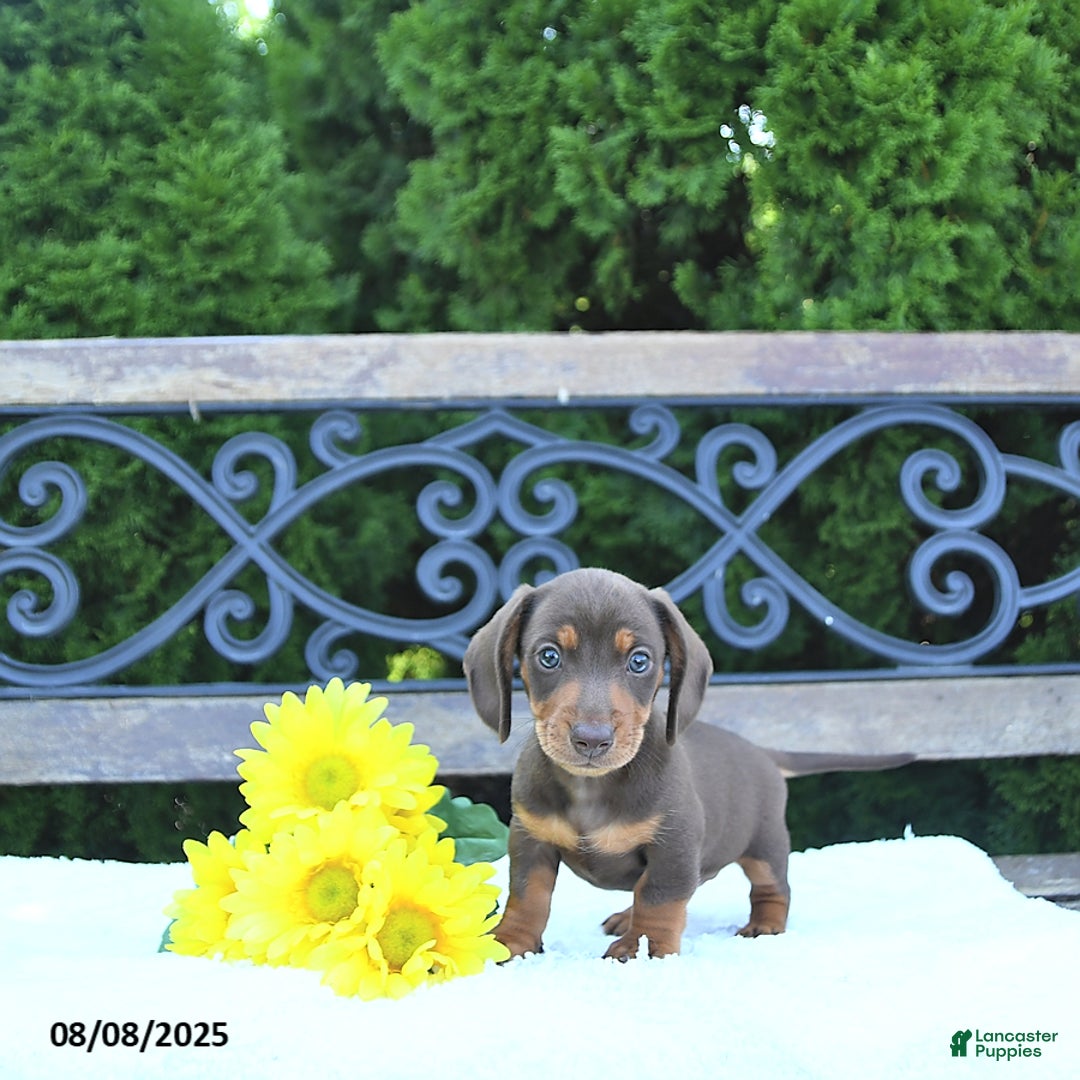 Miniature Dachshund dogs for sale: Ozzie - Image 2