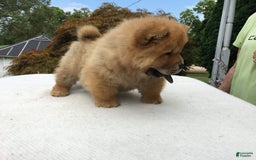 Chow Chow dogs for sale: SLM Red Female - Image 2