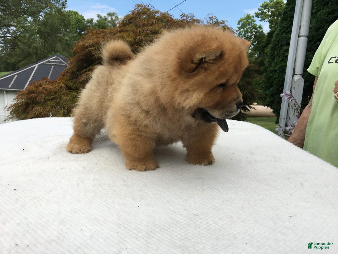 Chow Chow dogs for sale: SLM Red Female - Image 2