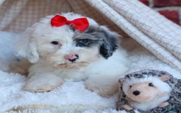 Bichpoo dogs for sale: Bowie - Image 13