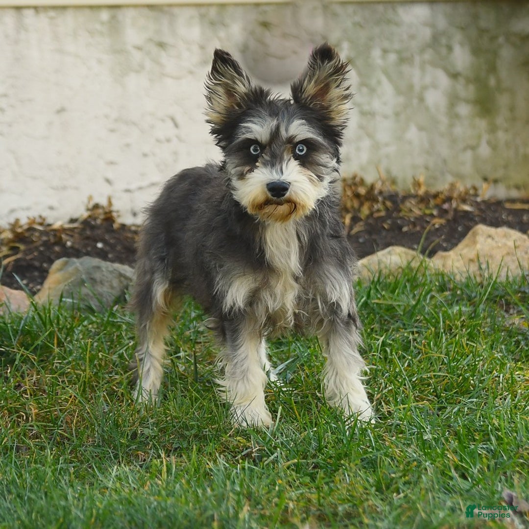 Miniature Schnauzer dogs for sale: Lake - Image 6