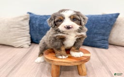Mini Bernedoodle dogs for sale: Archie - Image 4